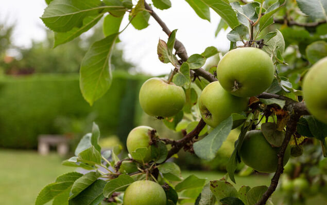 La Normande - Photo 28